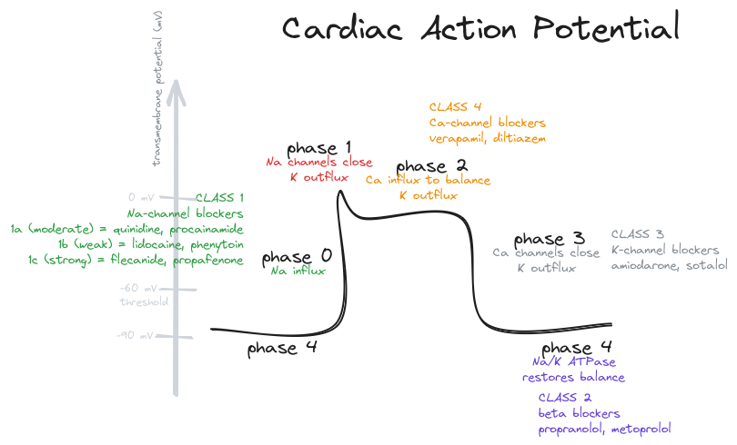 Cardiac Action Potential